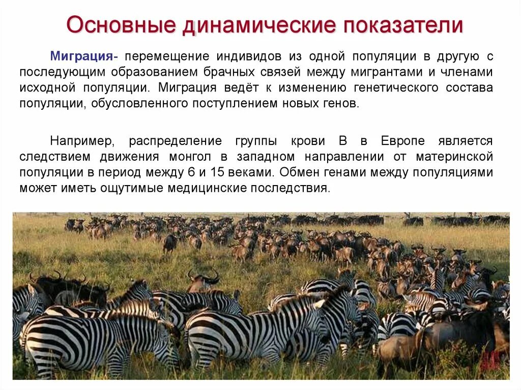 Панмиктическая популяция. Популяция животных. Миграция популяции. Популяция это в экологии. Популяция животных сообщение.