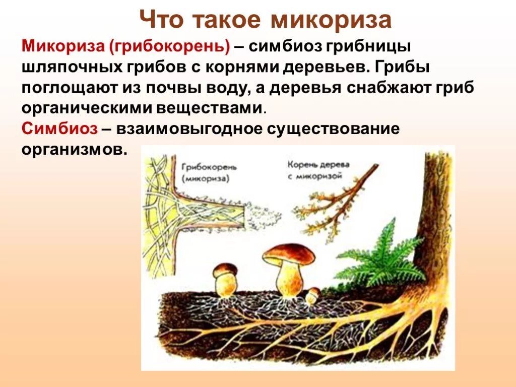 Корни грибов как называется. Шляпочные грибы микориза. Микориза у шляпочных грибов. Трутовик микориза. Что такое микориза у грибов.