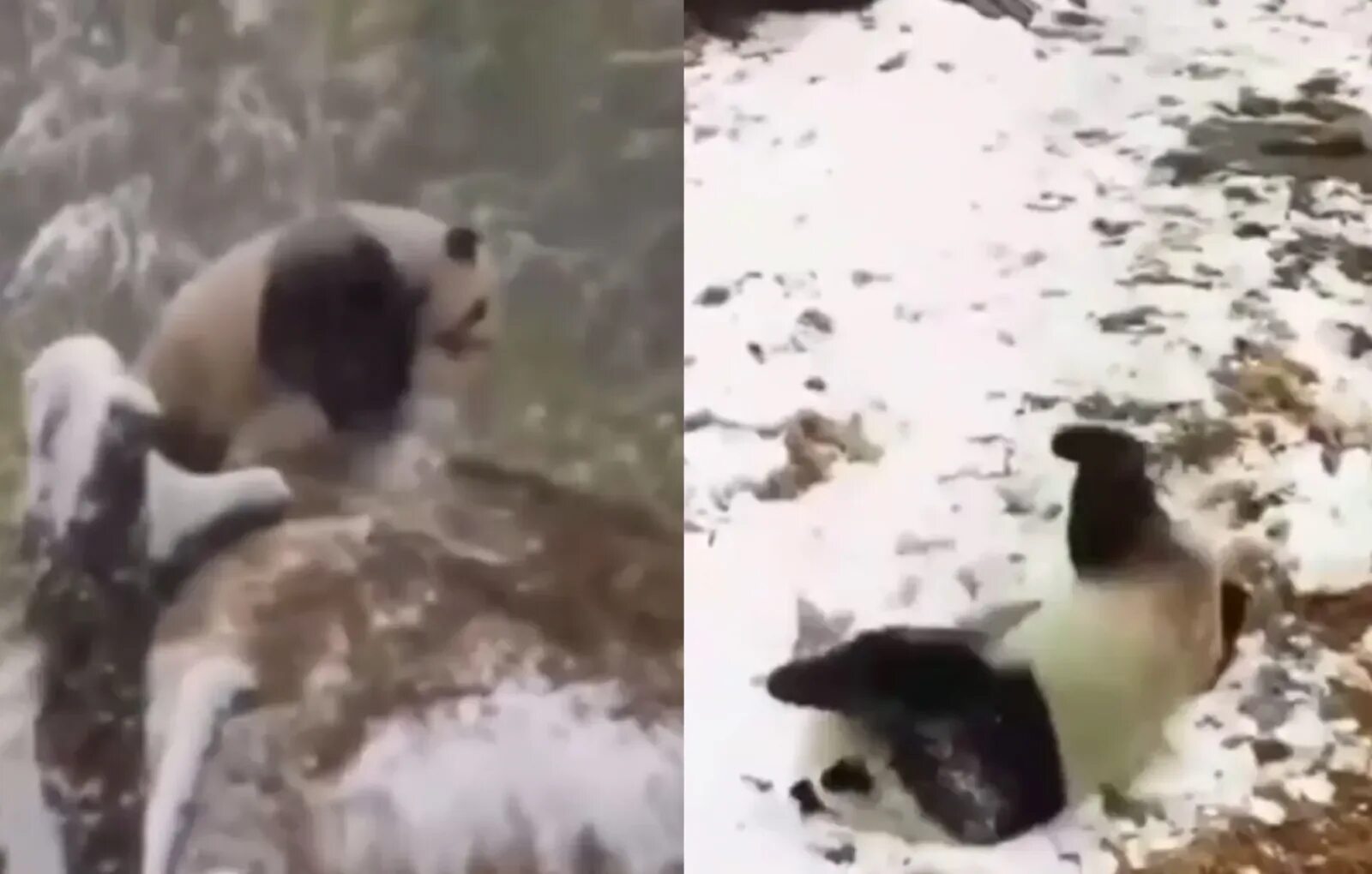 Панда радуется первому снегу. Панда радуется снегу в зоопарке. Гигантская Панда в Китае. След панд на снегу.