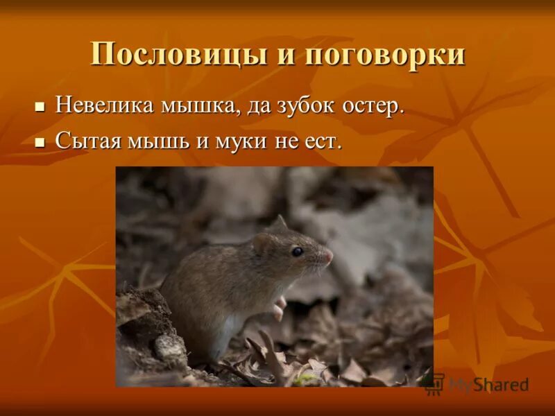 Мышь пословица. Пословицы про мышей. поговорки про мышку. пословицы и поговорки про мышь. поговорки про мышей.