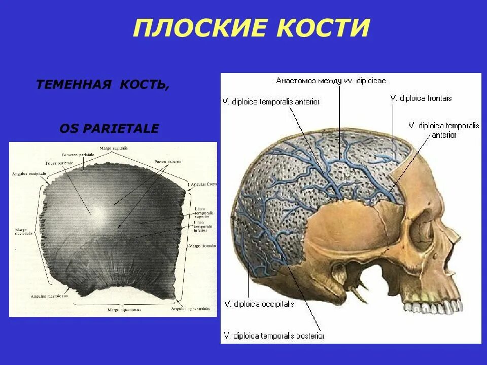 Теменная и затылочная кости тип соединения. Теменная кость черепа анатомия. Теменная кость мед универ. Теменная кость (os parietale). Теменная кость черепа строение.