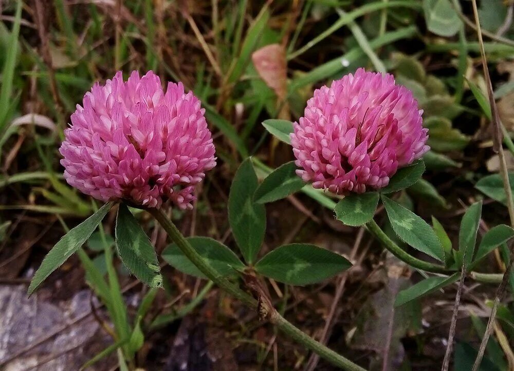 Клевер Луговой Trifolium praténse. Клевер красный (Trifolium Rubens). Клевер Луговой - Trifolium pratense l. Клевера красного (Trifolium Rubens) сорт «трио».. Клевер луговой небольшое растение обычно его