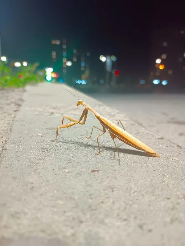 богомол картинки. богомол обыкновенный. богомол 2023. богомол 2023. систематика богомола.