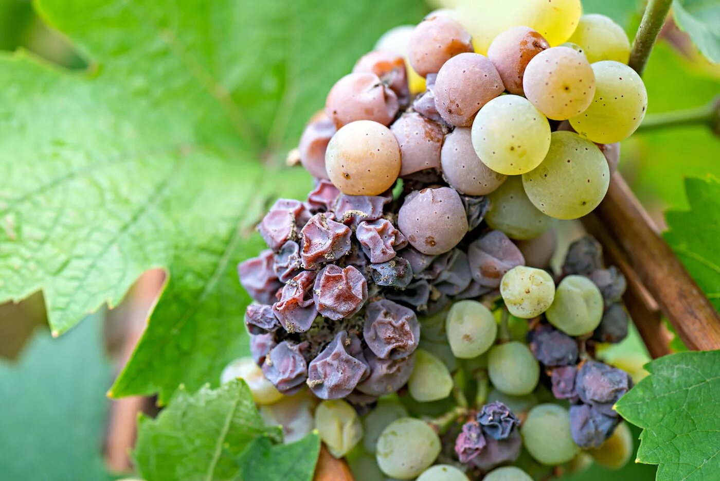 Фото гнили на винограде. Серая гниль винограда. Botrytis cinerea на винограде. Botrytis cinerea на винограде. Фото гнили на винограде.