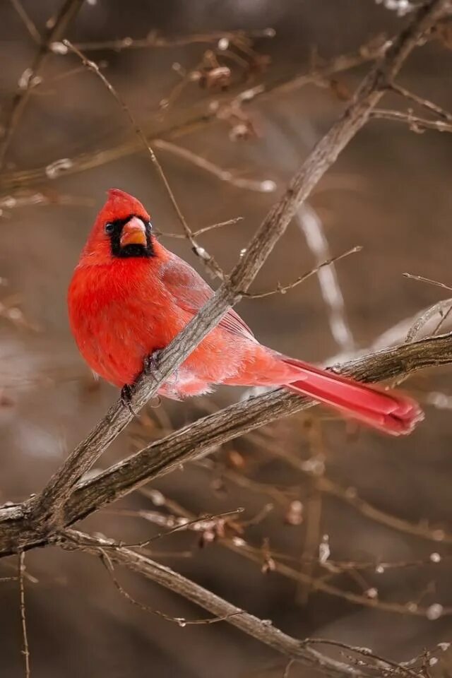 Снегирь Кардинал. Красный Кардинал. Птица Кардинал в Подмосковье. Красная зимняя птица.