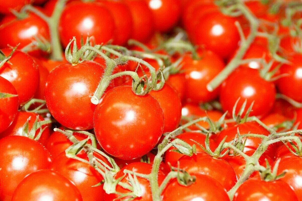 Хранение помидоров в домашних условиях. Хранение томатов. Лидеры среди томатов. Помидоры до10г. Лучшие сорта на хранение томаты.
