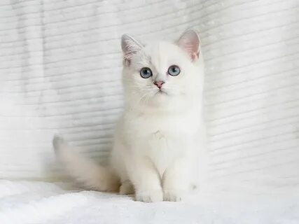 Авито котята шиншиллы