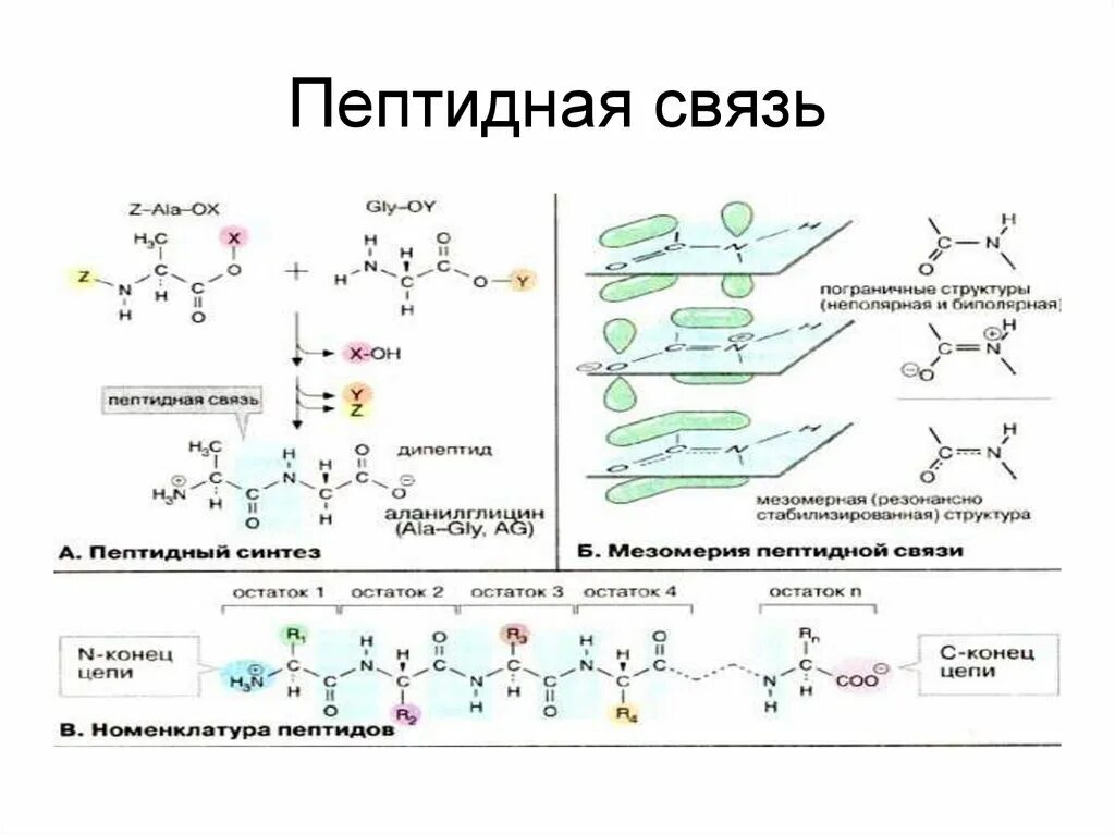 Образование пептидной связи происходит в. Пептидная связь аминокислот формула. Пептидная связь химическая структура. Строение пептидной связи аминокислот. Пептидная связь химическая природа пептидной связи.