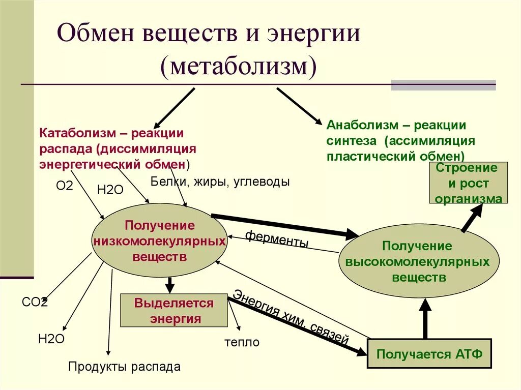 Выделение обмена веществ и энергии. Обмен веществ метаболизм схема. схема обмен веществ и энергии 10 класс. обмен веществ и энергии в клетке схема. схема обмена веществ и энергии 8 класс биология.