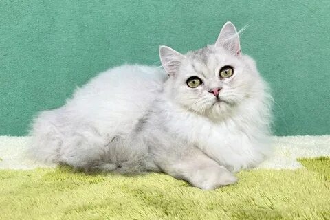 Шиншилла длинношерстная