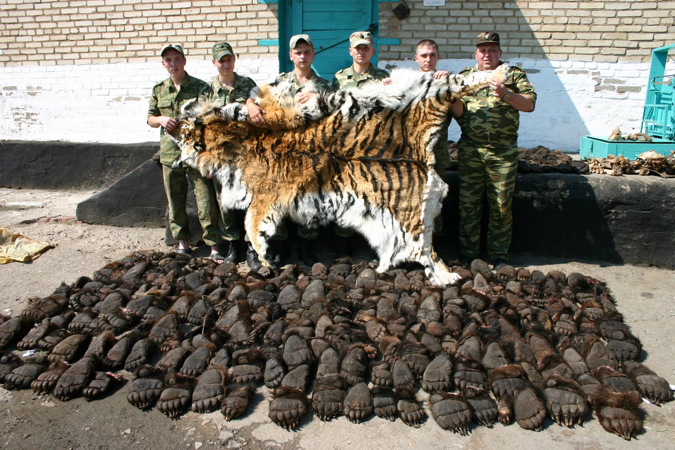 Браконьерство животных.