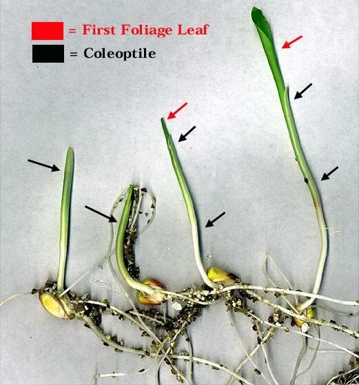 Колеоптиль и колеориза. Колеоптиль ауксин. Колеоптиль у пшеницы это. Колеоптиль кукурузы. Колеоптиль