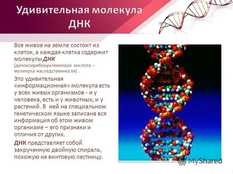 Все клетки содержат молекулы днк. Все клетки содержат молекулы днк