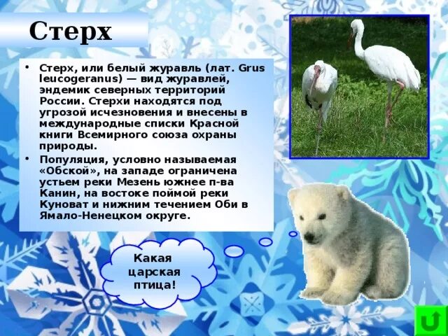 Животные красной книги янао фото и описание Красная книга Ямало-Ненецкого автономного округа (животные)