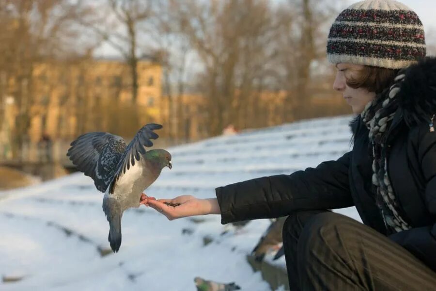 Человек голубь. Забота о птицах. Человек кормит птиц. Девушка кормит птиц.