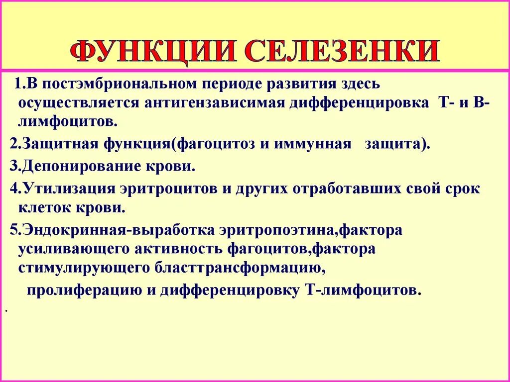 Какую функцию выполняет селезенка. Селезенка функции в организме. Роль селезенки в организме человека. Основные функции селезенки в организме.