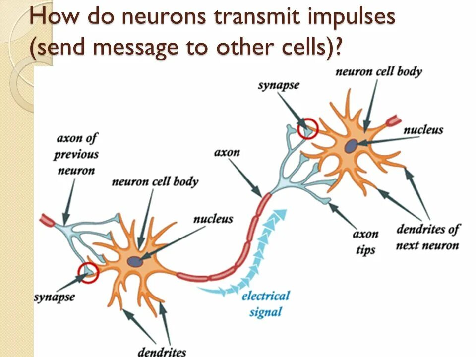 Neural write
