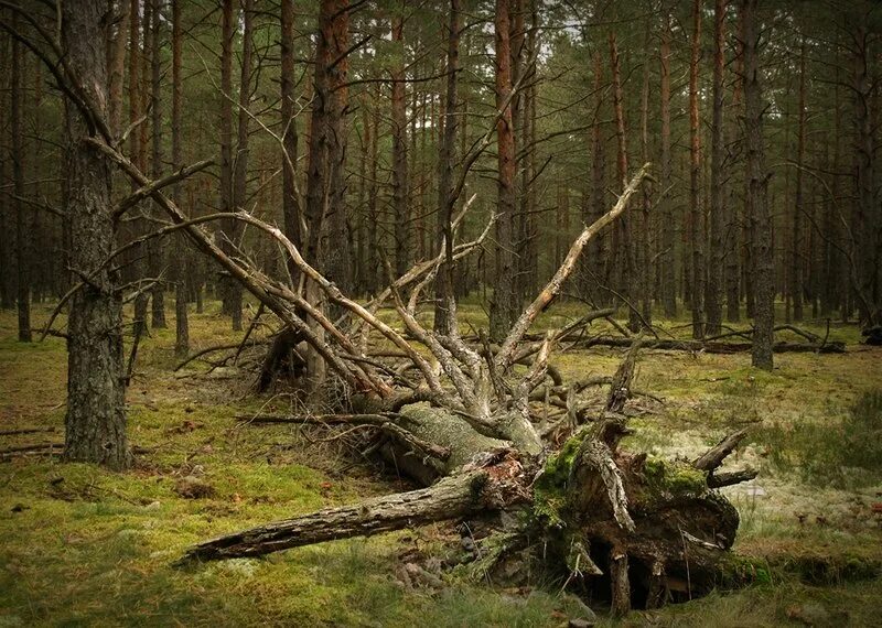 Можно ли посещать леса. Леший в лесу. Леший фото. Русские леса. Леший в чаще.