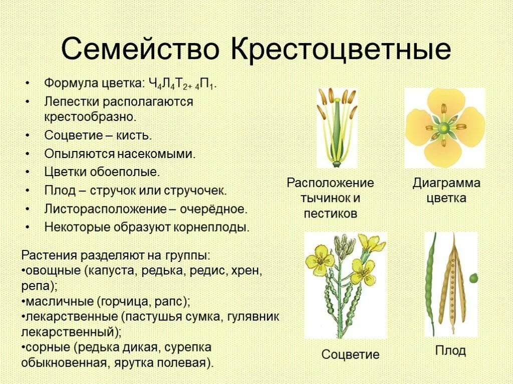 Каково значение семейства лилейных в жизни человека. Растения семейства крестоцветных. Признаки семейства крестоцветных. Признаки растений семейства крестоцветные. Представители семейства крестоцветные 6 класс биология.