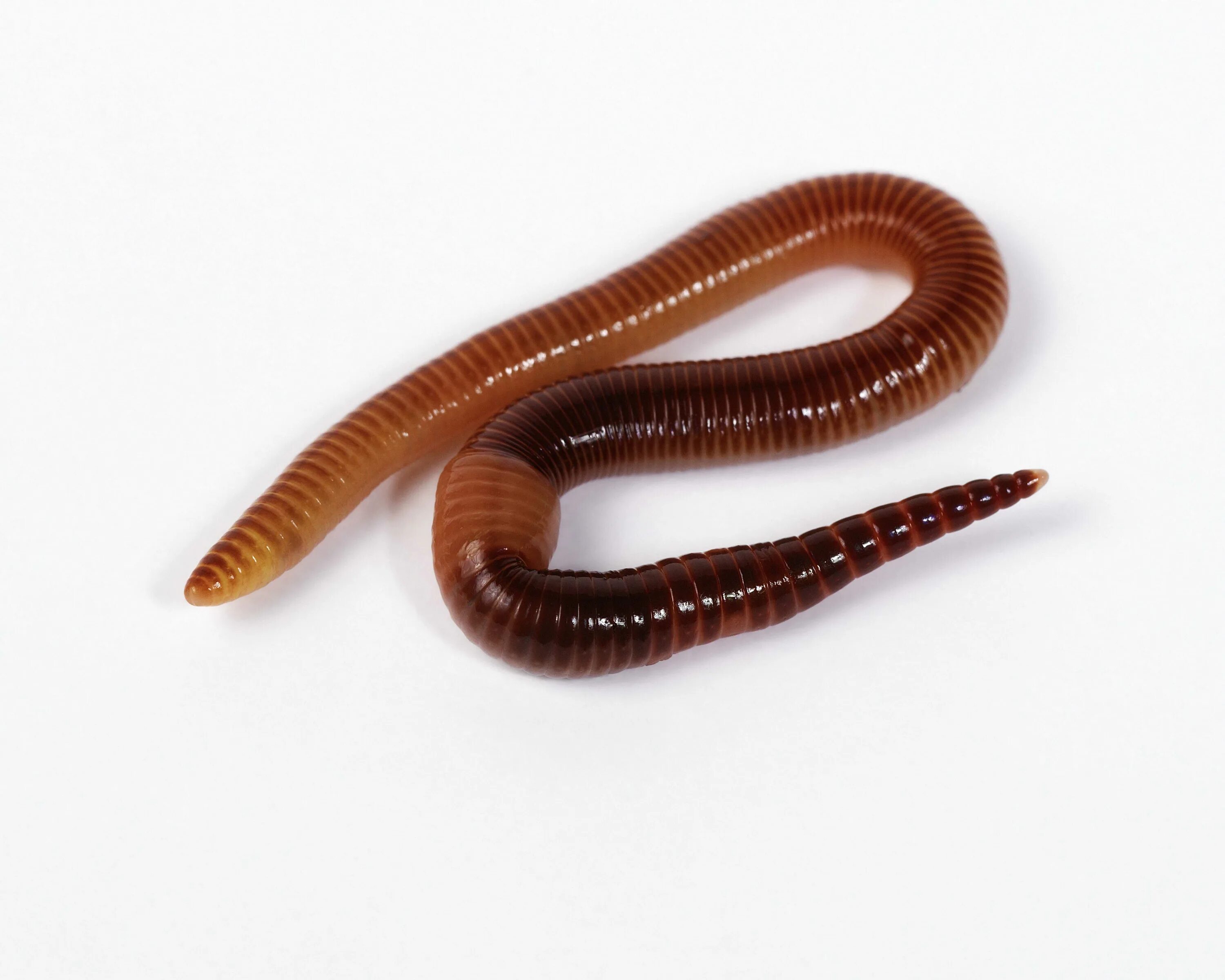 Новые черви. Малощетинковые дождевой червь. Земляные черви кольчатые червь. Кольчатые черви Малощетинковые дождевой червь.