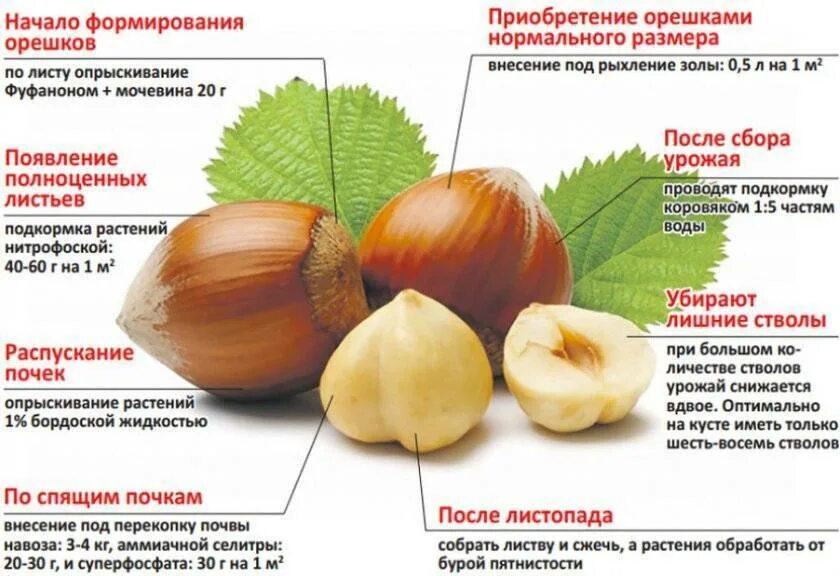 Через сколько начинает плодоносить орех