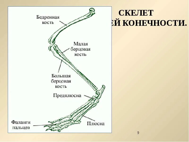 Скелет передних и задних конечностей млекопитающих. Кости пояса задних конечностей у птиц. Скелет пояса задних конечностей млекопитающих. Строение скелета задней конечности млекопитающих. Кости пояса задних конечностей у млекопитающих.