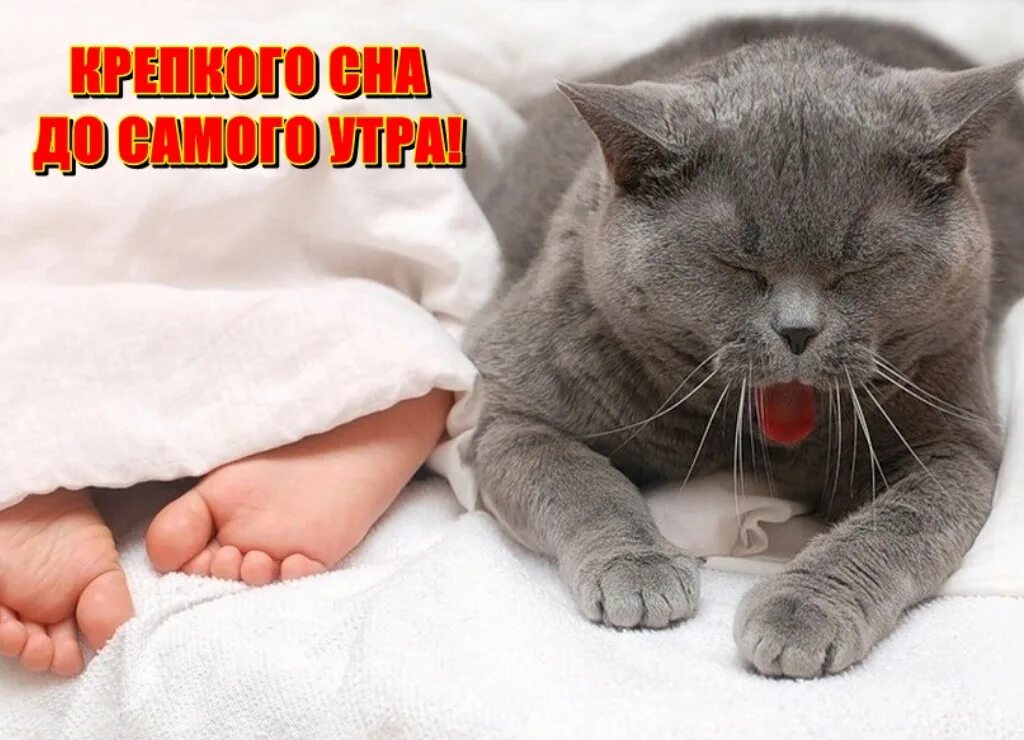 Крепко поспать. Спокойный котик. Спокойной ночи с кошками. Доброй ночи котик. Спокойной ночи картинки с котиками.