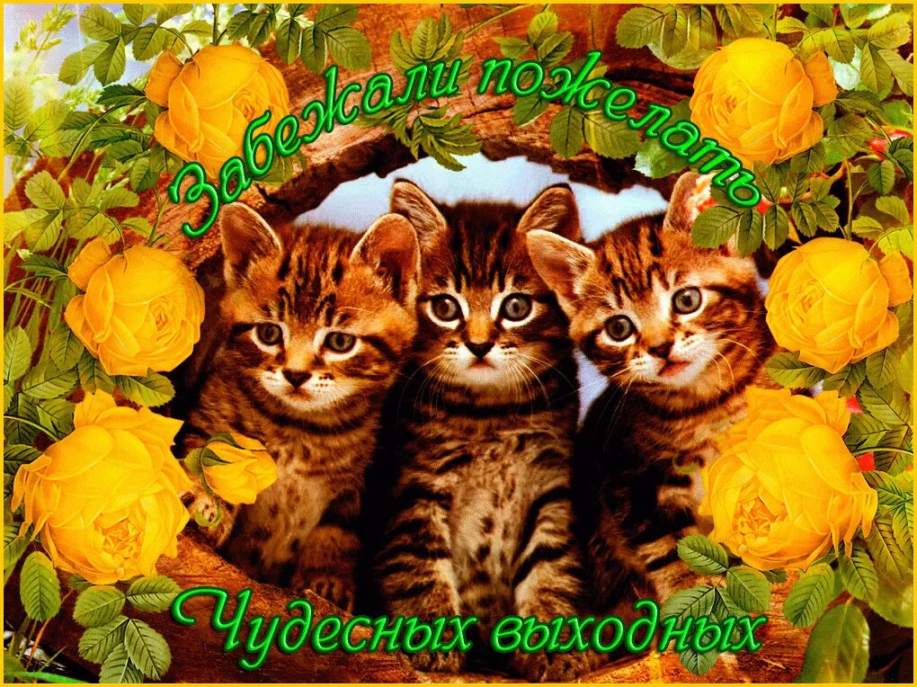 Хороших выходных анимация веселые. Открытки хороших выходных прикольные. Выходные картинки анимации. Гиф хороших выходных смешные. Выходные анимация.