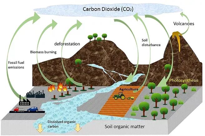 Fill in source fossil carbon organisms. Soil organic carbon. углерод в почве. carbon co2. co2 в почве.