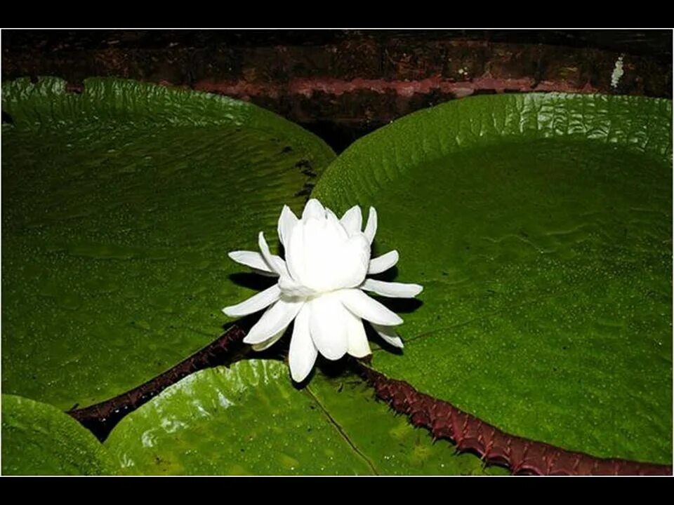 кувшинка высшее или низшее растение