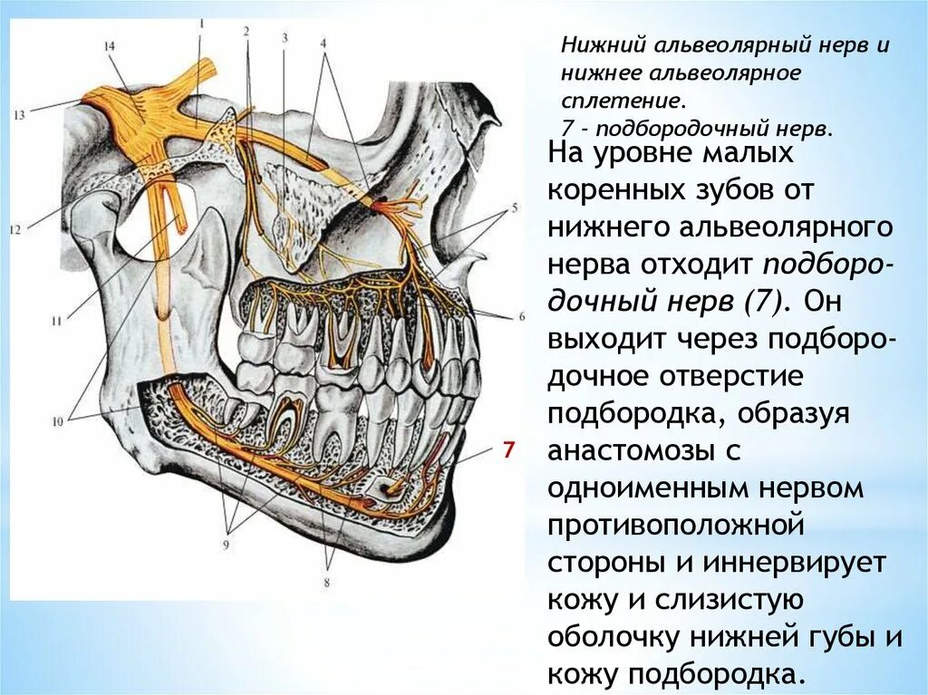 Иннервация ротовой полости анатомия. Анатомия челюсти иннервация. Строение губ иннервация, кровоснабжение. Нижняя челюсть анатомия нервы и артерии. Лицевой нерв челюсти