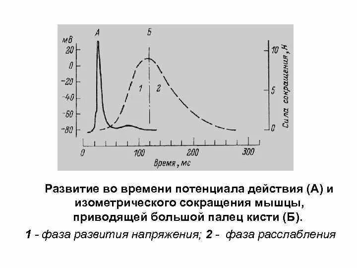 Фазы развития потенциала действия. Потенциал действия и мышечное сокращение. Фазы потенциала действия физиология график. Физиология мышечного сокращения потенциал действия.