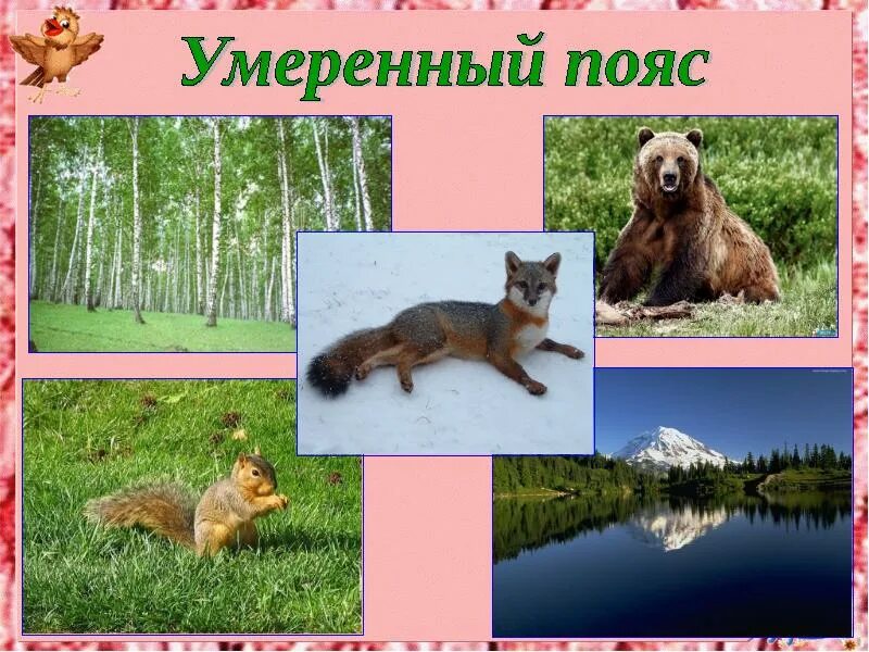 Животное пояса. Животное пояса. Животные холодного пояса. Животные полярного пояса. Животные умеренных поясов.