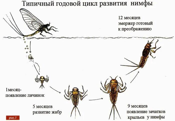 Пищевая цепь с личинкой поденки. Циклы развития насекомых Стрекоза. Цикл развития Стрекозы схема. Цикл развития личинки Стрекозы. Этапы жизни Стрекозы.