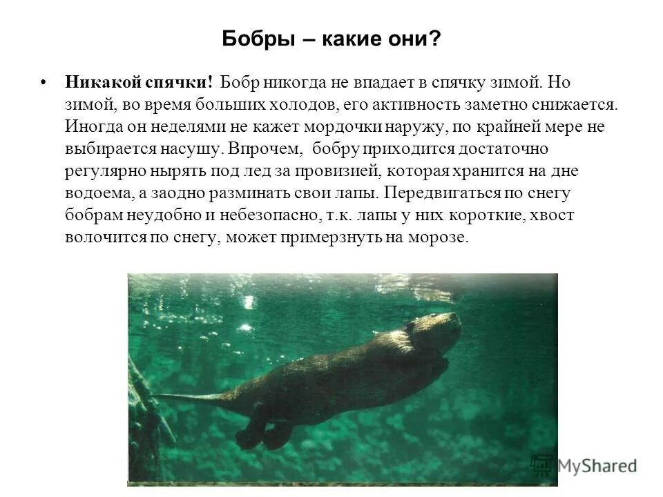 Бобер в спячке. Бобр впадает в спячку зимой. Животные которые не впадают в спячку. Животные которые впадают в спячку. Ондатра спячка.
