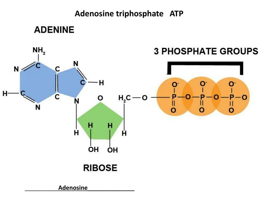 ATP molecule. Аденин рибоза фосфат. Молекула аденина. Аденин и аденозин. Аденин рибоза три остатка