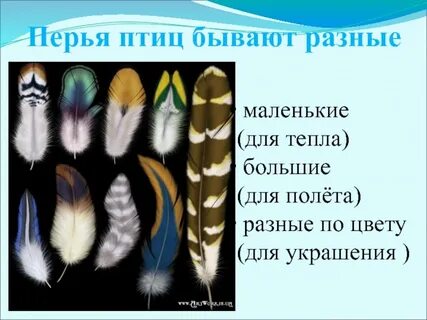 Перья птиц 1 класс окружающий