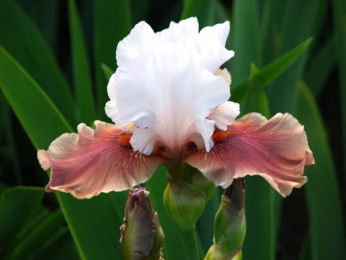 Iris des