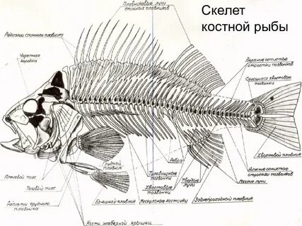 Костные рыбы скелет