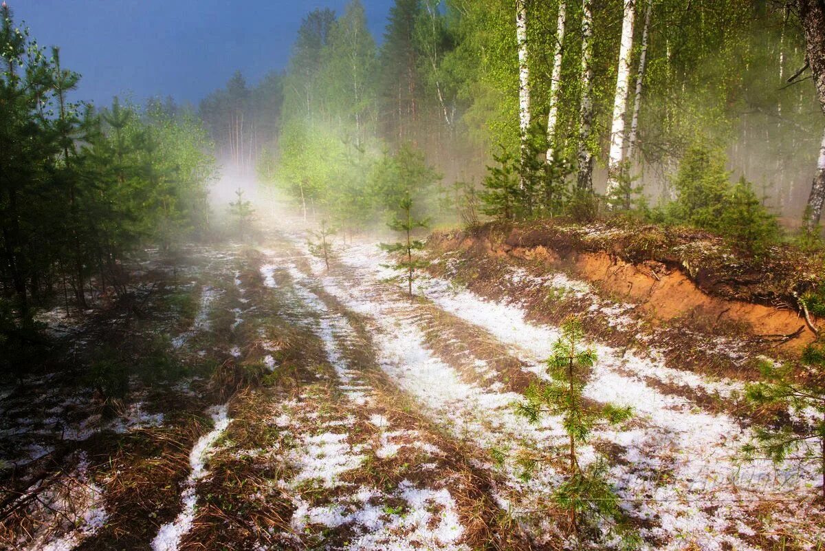 В лесу сыро идешь. Тайга бездорожье Сибирская глушь. Весенний лес. Лес после дождя.