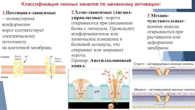 Механизмы активации ионных каналов электро- Хемо- механовозбудимых. Механизмы активации ионных каналов электро Хемо. Потенциал зависимые ионные каналы. Ионные каналы мембран классификация.