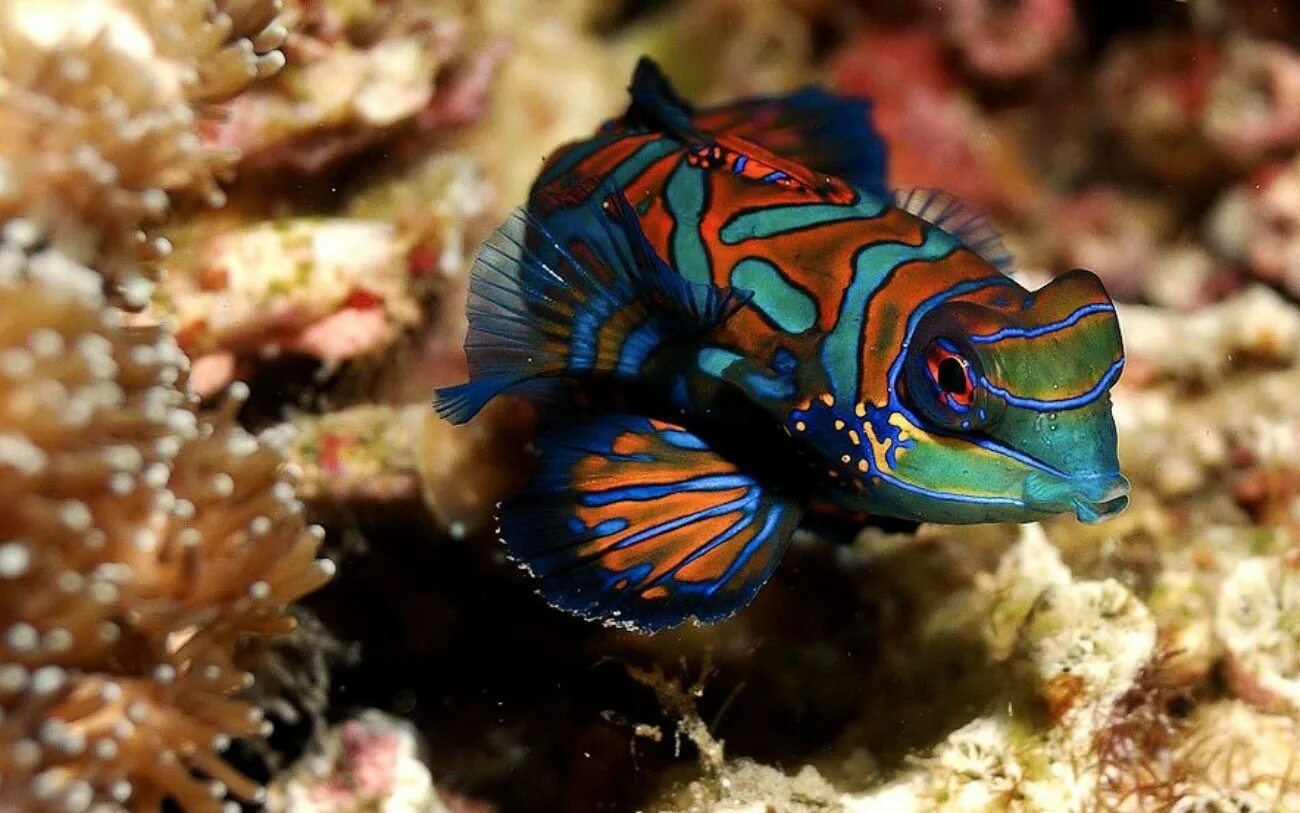 1 обитатель океана. Рыба Blenny. Рыба Мандаринка. Морская рыбка Мандаринка. Ринекант Пикассо рыба.