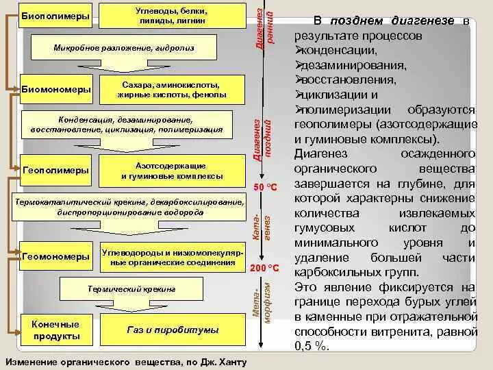 Биополимеры липидов. Диагенез органического вещества. Биомономеры и биополимеры. Процессы диагенеза. Стадия преобразования биополимеров в биомономеры.