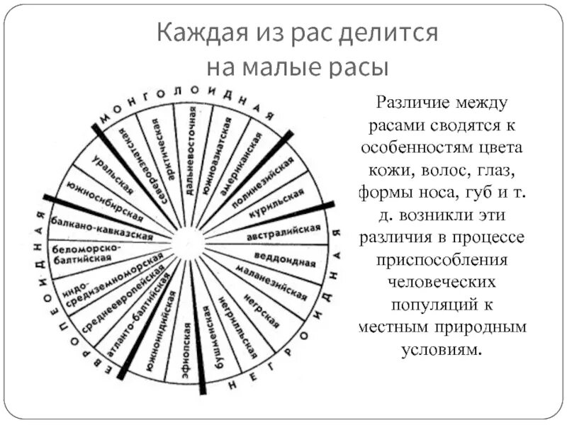 Происхождение современных рас. Классификация рас рогинского. малые расы человека. малые расы схема. происхождение рас схема.