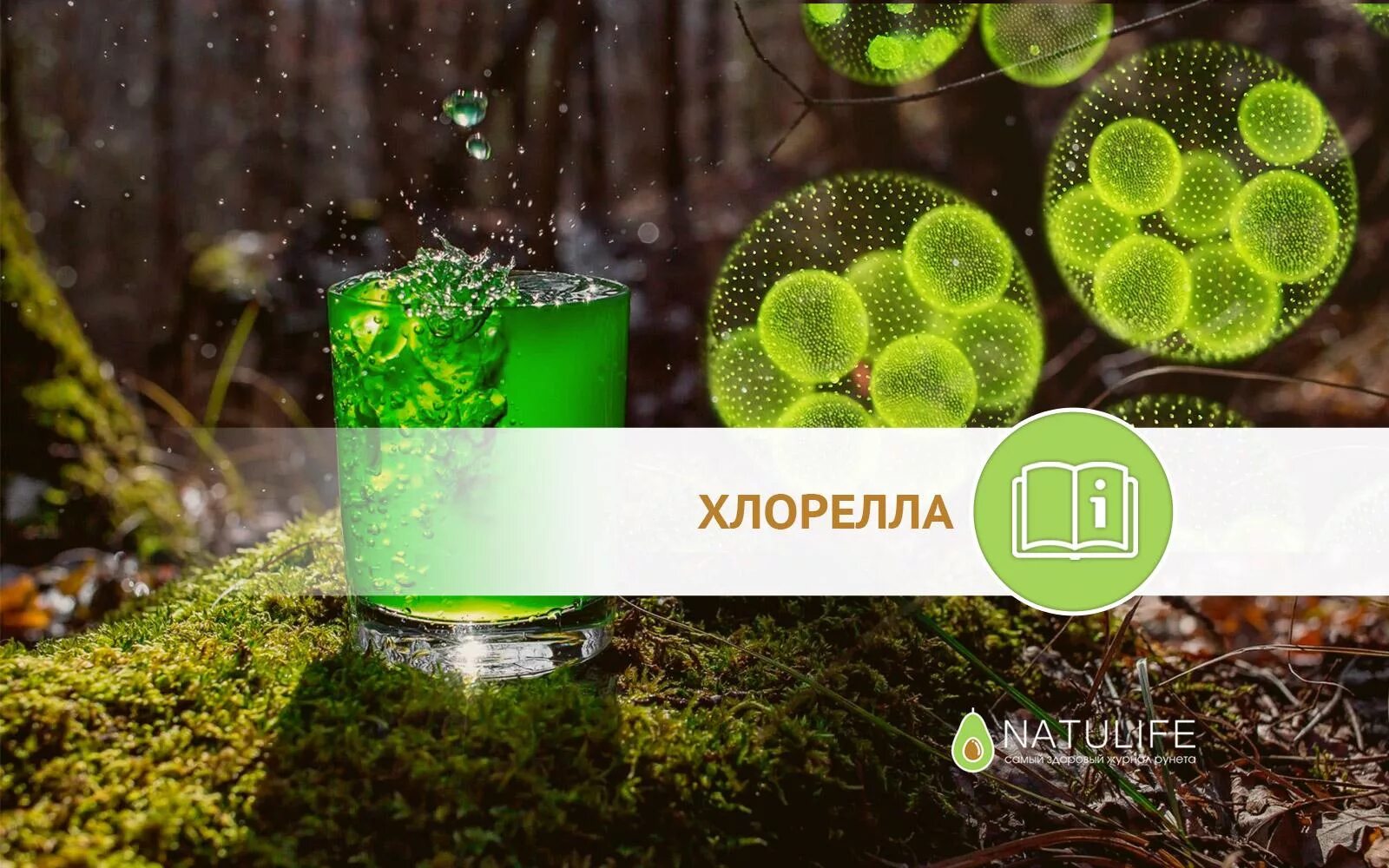 Хлорелла является обитателем. Хлорелла. хлорелла картинки. хлорелла обыкновенная. хлорелла фото водоросли.