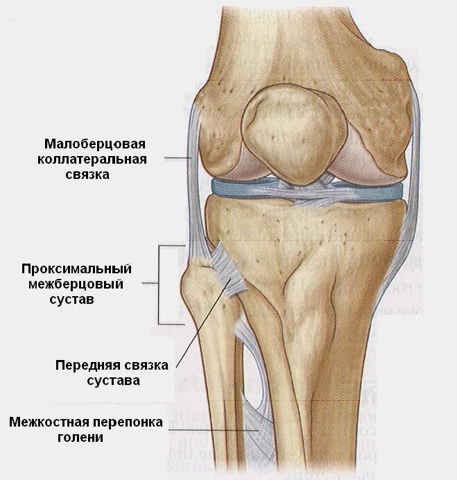 Латеральный мыщелок бедренной. Малоберцово-большеберцового сочленения. Коленный сустав малоберцовая кость. Бедренно большеберцовый сустав. Большеберцовой кости медиально.