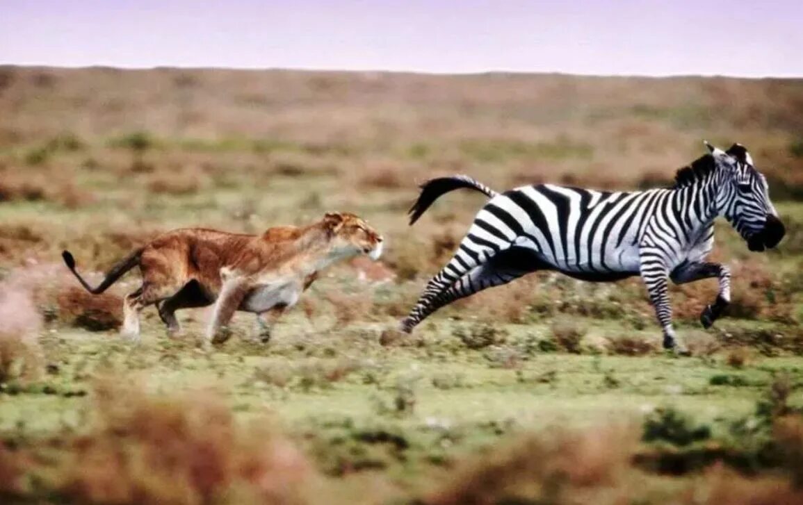 Chasing animals. Антилопа импала. Охота льва на зебру. Африка саванна гепард. Антилопа гну сафари танзания.