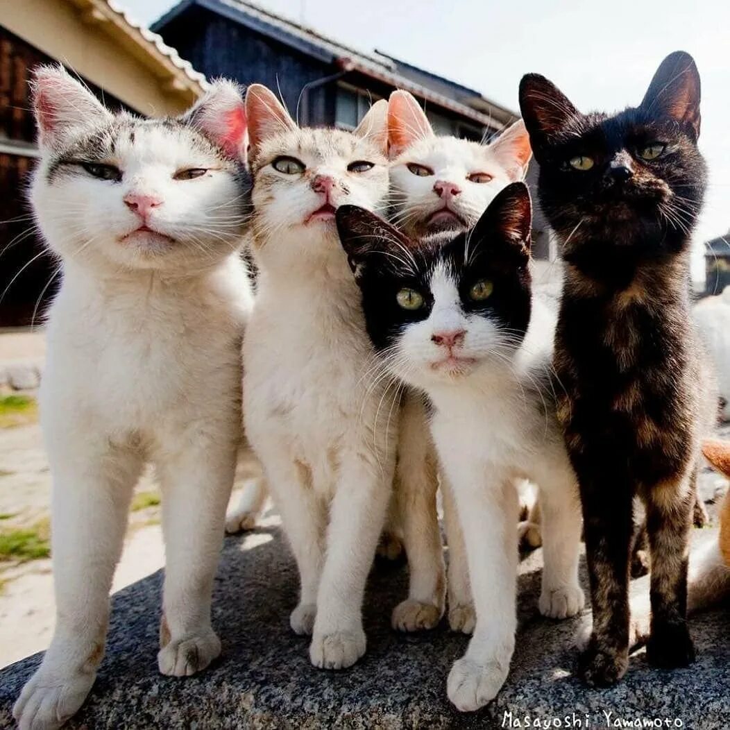 Три очень кота очень