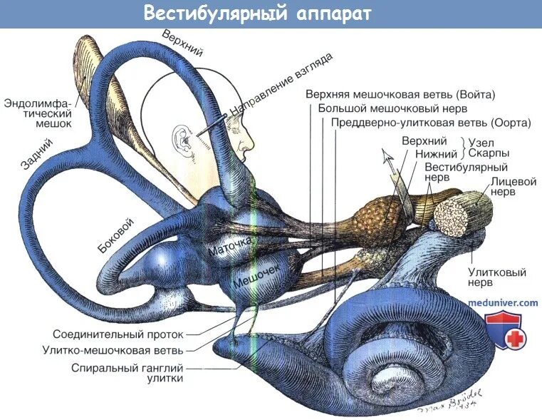 Работа вестибулярного аппарата человека. Вестибулярный аппарат отолитовый аппарат. Полукружные каналы вестибулярного аппарата. Вестибулярный аппарат анатомически располагается. Вестибулярный аппарат уха функции.