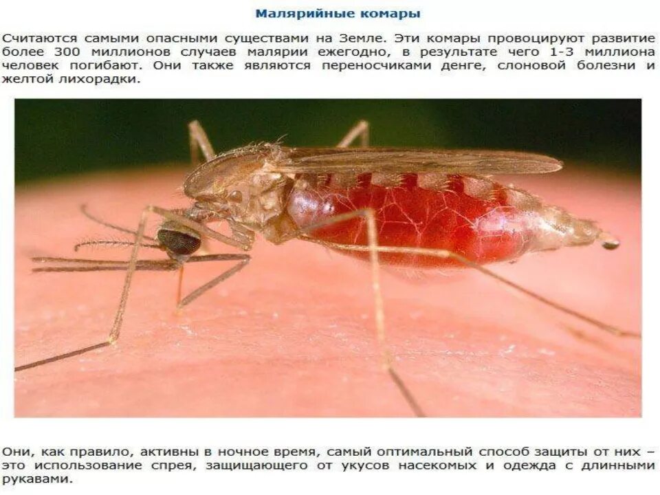 Укус малери малярийный комар. Малярийный комар ужалил. Опасны ли большие комары для человека. Малярийный комар долгоножка. Опасны ли большие комары для человека.